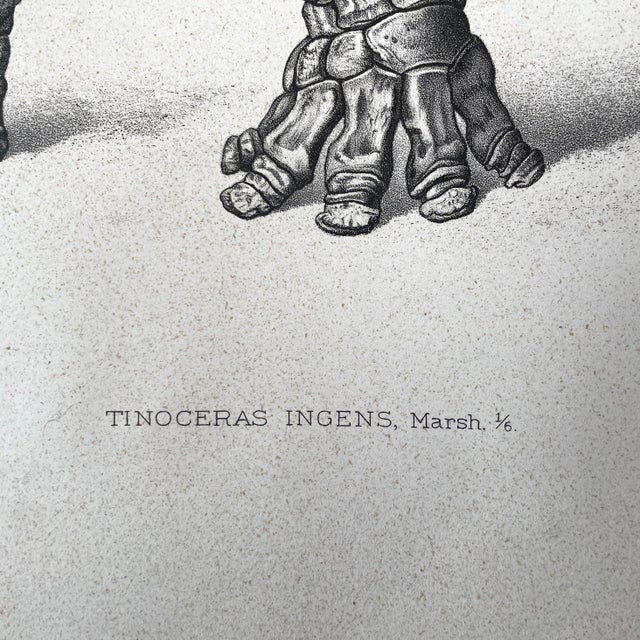 White 1883 Lithograph Reproduction of Dinocerata From the Yale Paleontology Department For Sale - Image 8 of 8