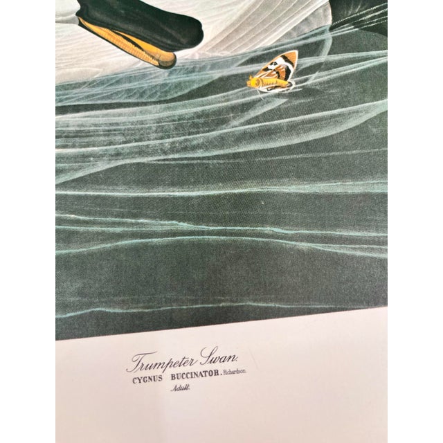 American 1964 Audubon Folio Lithograph Great Bird Paintings – “Trumpeter Swan” 14x17 For Sale - Image 3 of 4