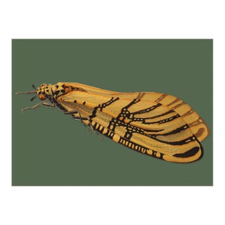 Bugs by Seguy #23 For Sale