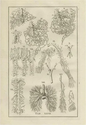 Bartolomeo Eustachi, Anatomy Illustration of the Venous System, 1798, Print