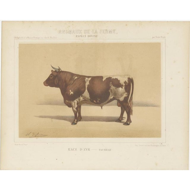 Olivier De Penne, Ayrshire Bull, Scottish Cattle, 1863, Chromolithograph For Sale - Image 3 of 9