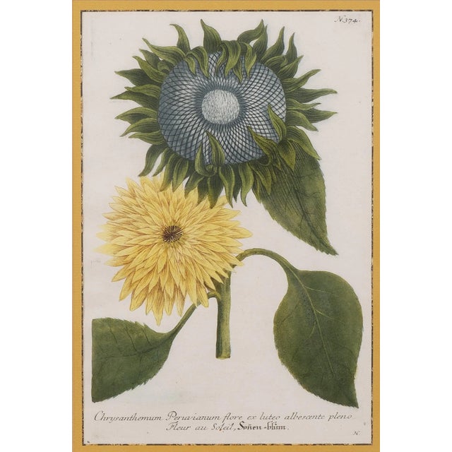 Traditional Mid 18th Century Original Botanical Still Life Engravings by Johann Wilhelm Weinmann, Framed - a Pair For Sale - Image 3 of 12