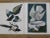 1960s 1964 "The Audubon Folio" Original Edition Set of Bird Study Prints Text Book by George Dock Jr. For Sale - Image 5 of 13