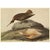 Farmhouse 1966 Vintage Farmhouse Cottage Print After John James Audubon, "Sora Rail" For Sale - Image 3 of 7