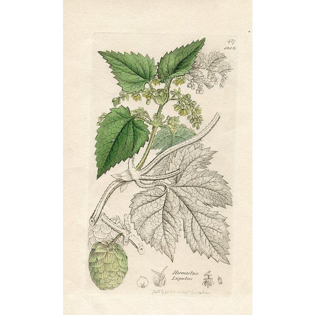 Original hand-colored botanical print from an early edition of “English Botany”, the monumental work by James Sowerby that...