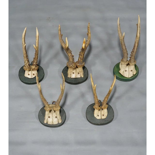 Cabin A Set of Five Antique Black Forest Deer Trophies on Wooden Plaques 1880s For Sale - Image 3 of 9