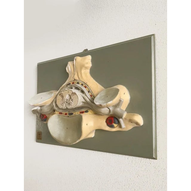 Three-dimensional anatomical model, origin Hygiene Museum Dresden, with adhesive label of the museum, Germany.