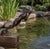 2000 - 2009 Large Bronze Leaping Frog Fountain Sculpture For Sale - Image 5 of 5