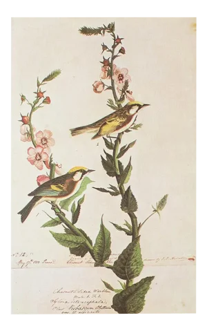 1966 Vintage Cottage Print "Chestnut-Sided Warbler" After John James Audubon