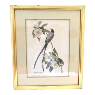 James J Audubon Fork-Tailed Flycatcher Framed Print For Sale