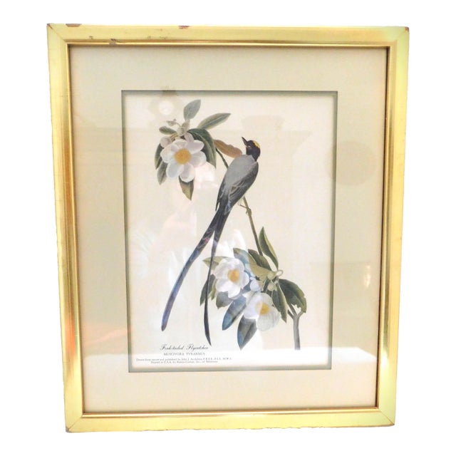 James J Audubon Fork-Tailed Flycatcher Gold Framed Print For Sale