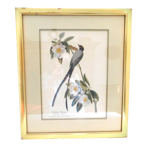 James J Audubon Fork-Tailed Flycatcher Gold Framed Print