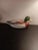 1970s Andrea by Sadek Mallard Duck Decoy Figurine For Sale In Dallas - Image 6 of 9