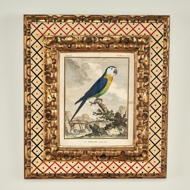 Brown Antique Set of Eight Hand Colored Parrot Engravings For Sale - Image 8 of 18