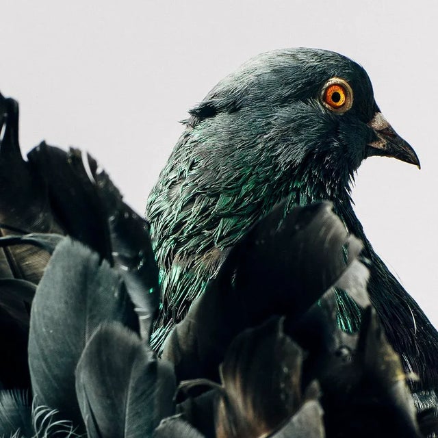 Portrait of an Indian Fantail pigeon, an ancient breed of fancy pigeon dating back to antiquity. The first reference to a...