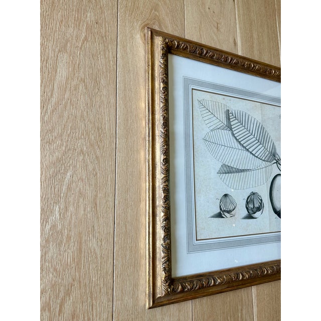 2000 - 2009 Dennis & Leen Botanical Print With Gilded Frame DL-Art 33 For Sale - Image 5 of 7