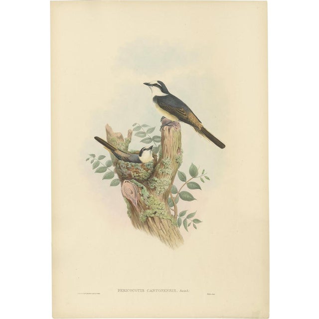Gould. Bird Illustration of the Swinhoes Minivet, 1850 For Sale