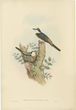 Gould. Bird Illustration of the Swinhoes Minivet, 1850
