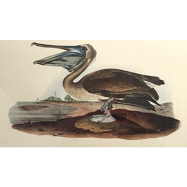 Late 20th Century Framed Audubon Bird Prints - A Pair For Sale - Image 12 of 15