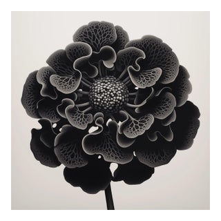 Heliotropium Flower — Vintage Botanical Photography Print For Sale
