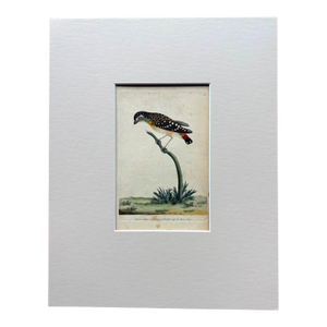 Shaw & Nodder Hand Colored Copper Engraving, 1792 "Speckled Manakin" in 8x10 Mat