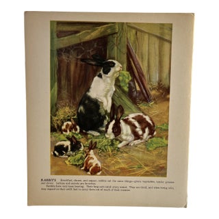 1940s Diana Thorne Rabbits Illustration Print For Sale