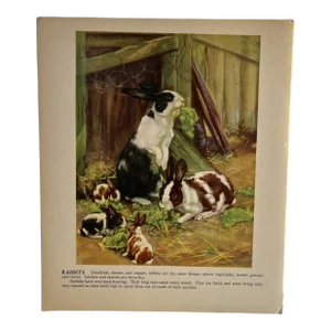 1940s Diana Thorne Rabbits Illustration Print