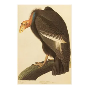 1966 Farmhouse Cottage Vintage Print "Californian Vulture" After John James Audubon