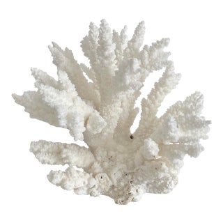 Natural White Branch Coral Specimen For Sale