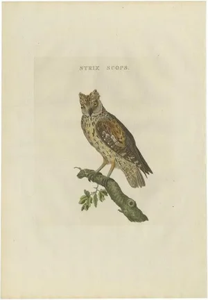 Sepp & Nozeman, Eurasian Scops Owl, 1809, Paper