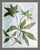 Contemporary Sprout and Sprig by Susan Hable For Sale - Image 3 of 4