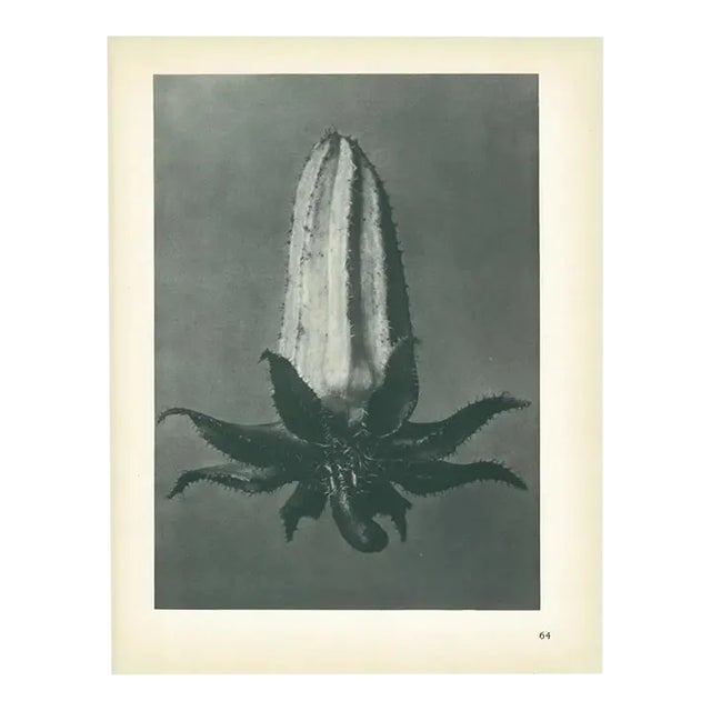 1928 Michaux's Bell-Flower by Karl Blossfeldt, Original Period Photogravure N64 For Sale