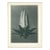 1928 Michaux's Bell-Flower by Karl Blossfeldt, Original Period Photogravure N64 For Sale