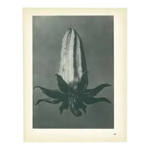 1928 Michaux's Bell-Flower by Karl Blossfeldt, Original Period Photogravure N64