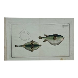 Puffer Fish Original Print by Bloch, 1782 For Sale