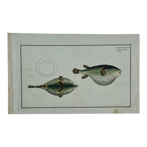 Puffer Fish Original Print by Bloch, 1782