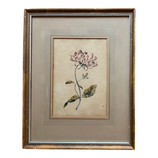 Antique 18th Century English George III Botanical Watercolor Painting Study of a Flower For Sale