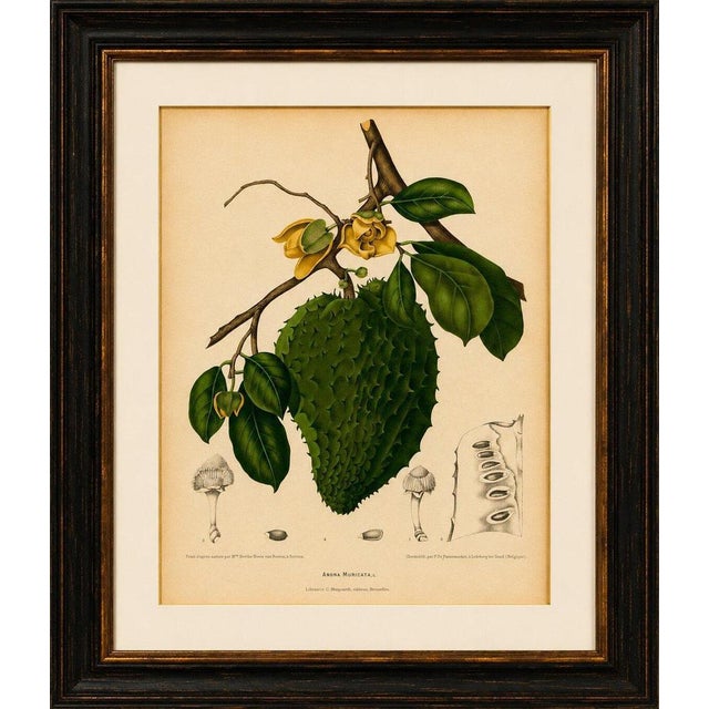 Title: antique soursop botanical chromolithograph by hoola van nooten, c. 1880 : a magnificent original antique botanical...