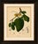 Title: antique soursop botanical chromolithograph by hoola van nooten, c. 1880 : a magnificent original antique botanical...