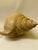 Mid-Century Modern Late 20th Century Sarreid Ltd. Style Large Carved Wood Conch Shell Sculpture on Acrylic Base For Sale - Image 3 of 18