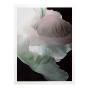 Pink Tulip / Photo Nuage, Jonathan Singer, Photography