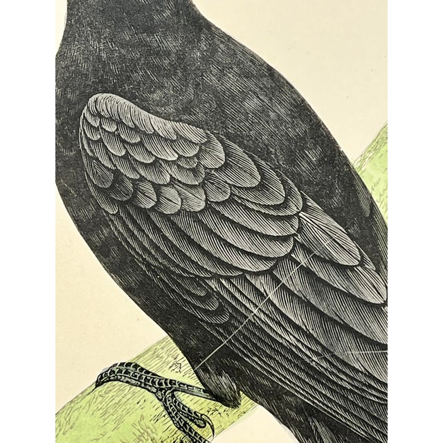 Antique Hand Tinted Bird Print From England Featuring a Majestic Black Woodpecker - Circa 1880 For Sale In Dallas - Image 6 of 12