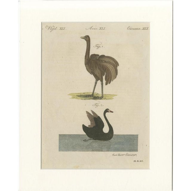 Antique Greater Rhea and Black Swan Engraving from Bertuch, 1798 For Sale - Image 9 of 9