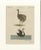 Antique Greater Rhea and Black Swan Engraving from Bertuch, 1798 For Sale - Image 9 of 9