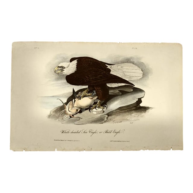 Audubon "Bald Eagle", an Original Audubon Hand-Colored First Edition Lithograph, 1840 For Sale