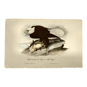 Audubon "Bald Eagle", an Original Audubon Hand-Colored First Edition Lithograph, 1840