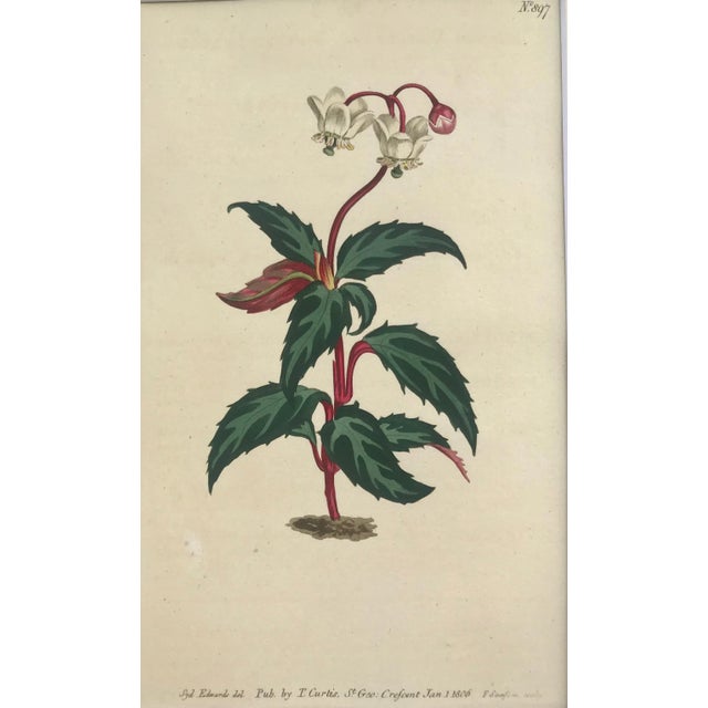 Illustration Antique Original Hand Colored Curtis Floral Botanical Etching 1806 For Sale - Image 3 of 6