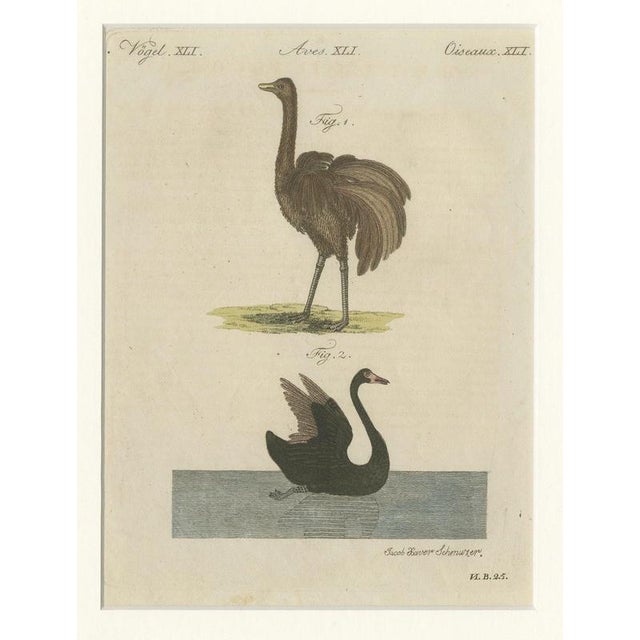 Antique Greater Rhea and Black Swan Engraving from Bertuch, 1798 For Sale - Image 3 of 9