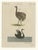 Antique Greater Rhea and Black Swan Engraving from Bertuch, 1798 For Sale - Image 3 of 9