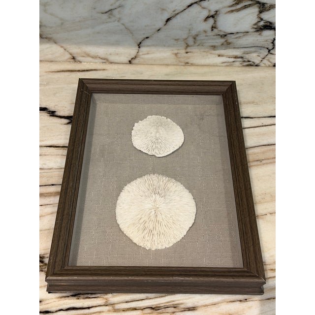 Coastal Mushroom Coral, Framed For Sale - Image 3 of 5